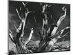 Photographic Print