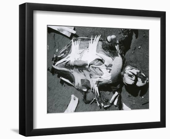 Photographic Print, , large