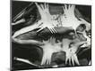 Photographic Print