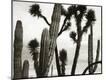 Photographic Print