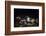 Breuberg, Hesse, Germany, Maize Harvest by Night-Bernd Wittelsbach-Framed Photographic Print