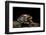 Breviceps Mossambicus (Flat-Face Frog, Mozambique Rain Frog)-Paul Starosta-Framed Photographic Print