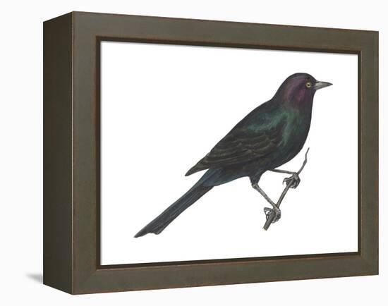 Brewer's Blackbird (Euphagus Cyanocephalus), Birds-Encyclopaedia Britannica-Framed Stretched Canvas