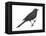 Brewer's Blackbird (Euphagus Cyanocephalus), Birds-Encyclopaedia Britannica-Framed Stretched Canvas