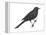 Brewer's Blackbird (Euphagus Cyanocephalus), Birds-Encyclopaedia Britannica-Framed Stretched Canvas