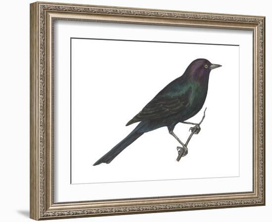 Brewer's Blackbird (Euphagus Cyanocephalus), Birds-Encyclopaedia Britannica-Framed Art Print