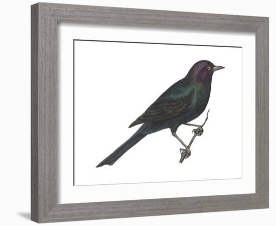 Brewer's Blackbird (Euphagus Cyanocephalus), Birds-Encyclopaedia Britannica-Framed Art Print