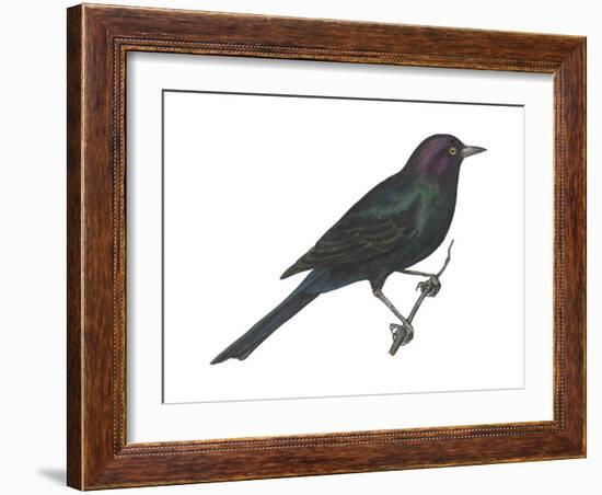Brewer's Blackbird (Euphagus Cyanocephalus), Birds-Encyclopaedia Britannica-Framed Art Print