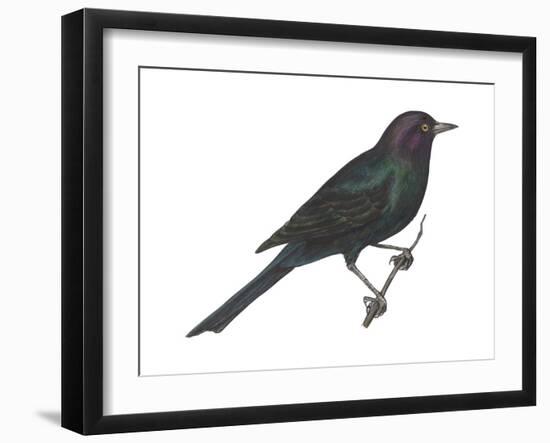 Brewer's Blackbird (Euphagus Cyanocephalus), Birds-Encyclopaedia Britannica-Framed Art Print
