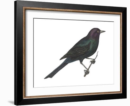 Brewer's Blackbird (Euphagus Cyanocephalus), Birds-Encyclopaedia Britannica-Framed Art Print