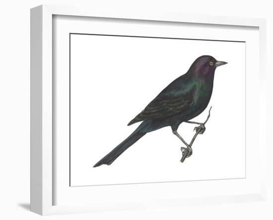 Brewer's Blackbird (Euphagus Cyanocephalus), Birds-Encyclopaedia Britannica-Framed Art Print