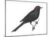 Brewer's Blackbird (Euphagus Cyanocephalus), Birds-Encyclopaedia Britannica-Mounted Art Print