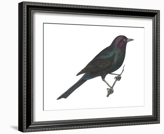 Brewer's Blackbird (Euphagus Cyanocephalus), Birds-Encyclopaedia Britannica-Framed Art Print