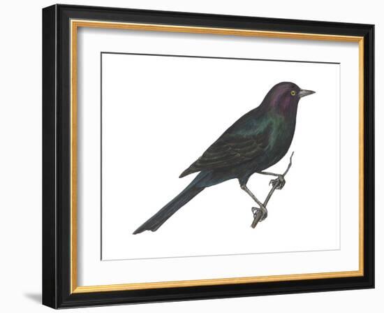 Brewer's Blackbird (Euphagus Cyanocephalus), Birds-Encyclopaedia Britannica-Framed Art Print