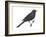 Brewer's Blackbird (Euphagus Cyanocephalus), Birds-Encyclopaedia Britannica-Framed Art Print