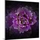Premium Photographic Print