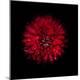 Premium Photographic Print