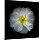 Premium Photographic Print