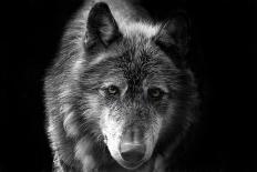 Wolf-Brian Dunne-Premier Image Canvas