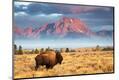Premium Photographic Print