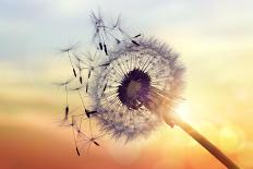 Dandelion Silhouette Against Sunset-Brian Jackson-Mounted Photographic Print