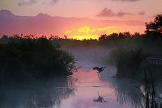 Everglades National Park at Sunrise with the Silhouette of a Flying Heron-Brian Lasenby-Photographic Print