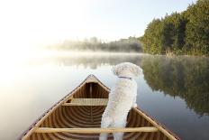 Small White Cockapoo Dog Navigating from the Bow of a Canoe on a Misty Lake - Ontario, Canada-Brian Lasenby-Framed Photographic Print