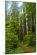 Photographic Print