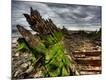 Premium Photographic Print