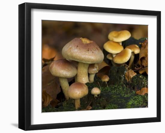 Brick Cap Mushrooms Amongst Mosses and Leaf Litter, Germany-Philippe Clement-Framed Photographic Print