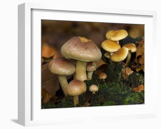 Brick Cap Mushrooms Amongst Mosses and Leaf Litter, Germany-Philippe Clement-Framed Photographic Print