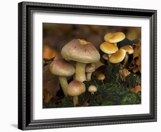 Brick Cap Mushrooms Amongst Mosses and Leaf Litter, Germany-Philippe Clement-Framed Photographic Print