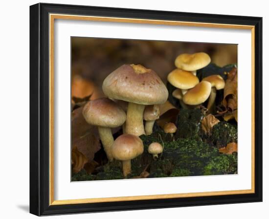 Brick Cap Mushrooms Amongst Mosses and Leaf Litter, Germany-Philippe Clement-Framed Photographic Print