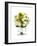 Bridal Bouquet-Lew Robertson-Framed Photographic Print