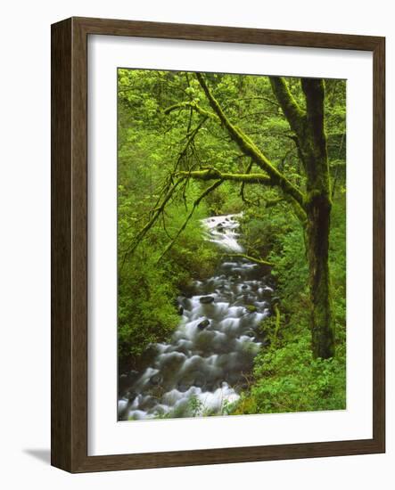 Bridal Veil Creek Flowing Through Forest in Springtime, Mt. Hood National Forest-Steve Terrill-Framed Photographic Print