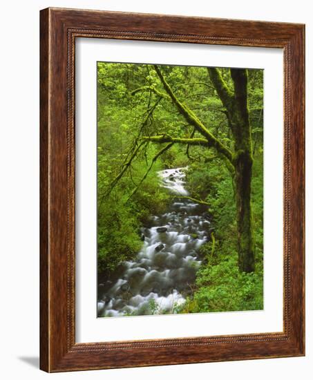 Bridal Veil Creek Flowing Through Forest in Springtime, Mt. Hood National Forest-Steve Terrill-Framed Photographic Print