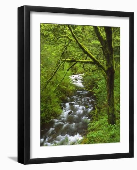 Bridal Veil Creek Flowing Through Forest in Springtime, Mt. Hood National Forest-Steve Terrill-Framed Photographic Print