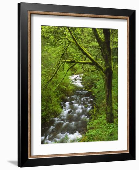 Bridal Veil Creek Flowing Through Forest in Springtime, Mt. Hood National Forest-Steve Terrill-Framed Photographic Print