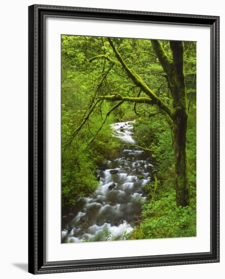 Bridal Veil Creek Flowing Through Forest in Springtime, Mt. Hood National Forest-Steve Terrill-Framed Photographic Print