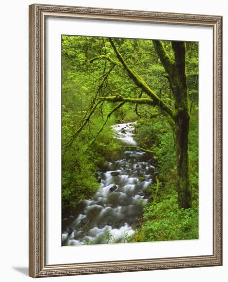 Bridal Veil Creek Flowing Through Forest in Springtime, Mt. Hood National Forest-Steve Terrill-Framed Photographic Print