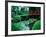 Bridge and Pond of Japanese Style Garden, Kildare, Ireland-Tony Wheeler-Framed Photographic Print