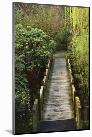 Bridge, Crystal Springs Rhododendron Garden, Portland, Oregon, Usa-Michel Hersen-Mounted Photographic Print