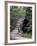 Bridge, Japanese Garden, Golden Gate Park, CA-Barry Winiker-Framed Photographic Print