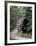 Bridge, Japanese Garden, Golden Gate Park, CA-Barry Winiker-Framed Photographic Print