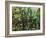 Bridge Over A Pond-Paul Cézanne-Framed Giclee Print