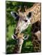 Photographic Print