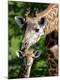 Photographic Print