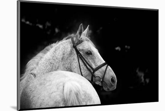 Bridled Beauty-KaCee Erle-Mounted Photographic Print