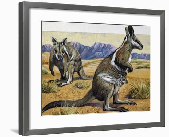 Bridled Nail-Tail Wallaby or Flashjack (Onychogalea Fraenata), Macropodidae-null-Framed Giclee Print