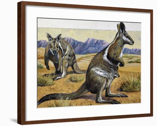 Bridled Nail-Tail Wallaby or Flashjack (Onychogalea Fraenata), Macropodidae-null-Framed Giclee Print